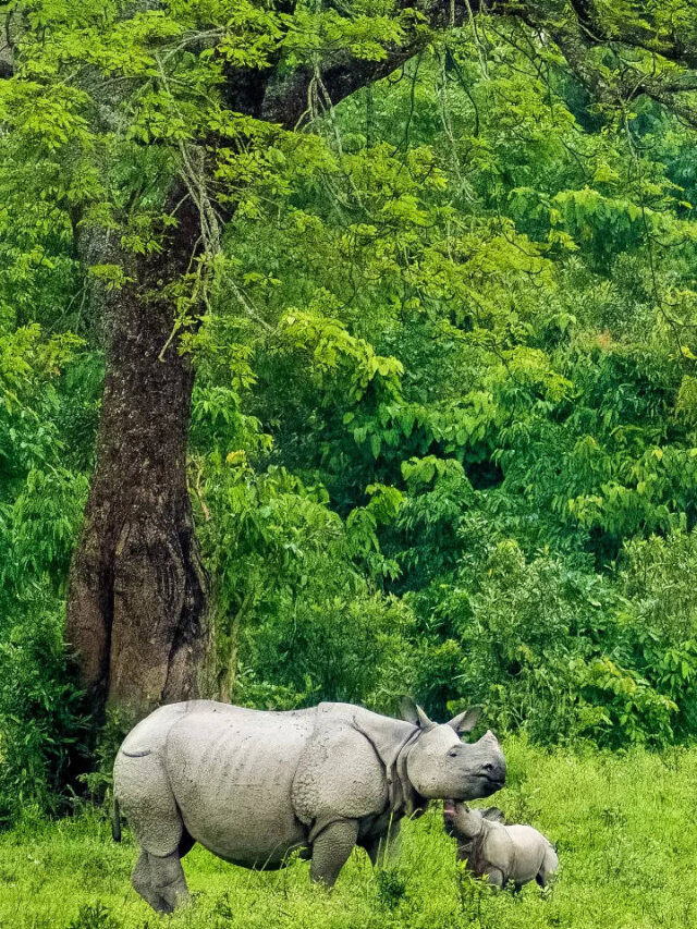 भारत के शानदार जानवर और उन्हें खोजने के सबसे आसान तरीके